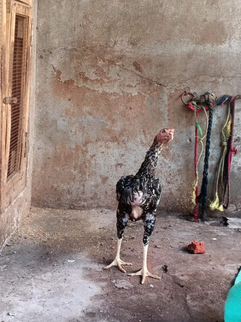 old blood miawali aseel  breeder (pair ) Madi Thai cross — photo 11