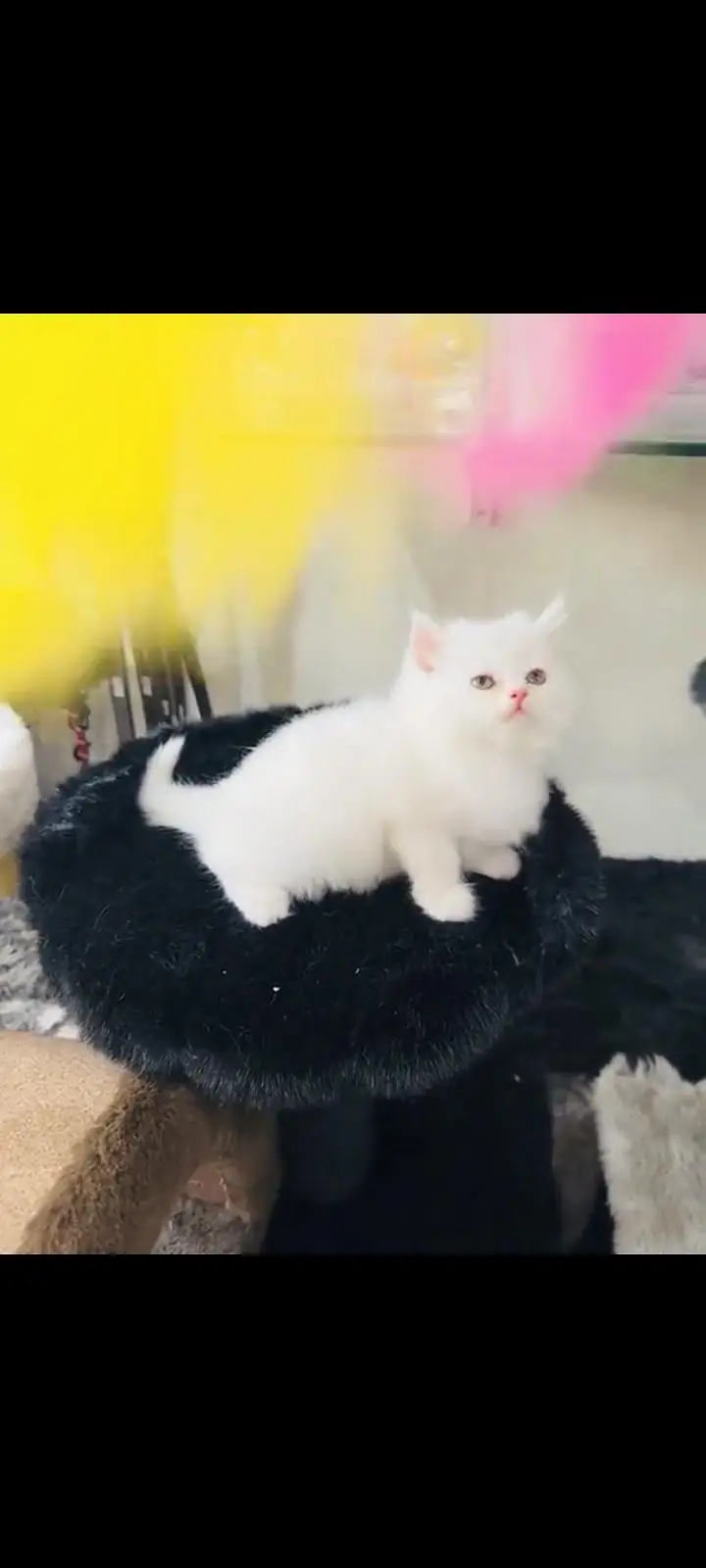 persian cat for sale — photo 2