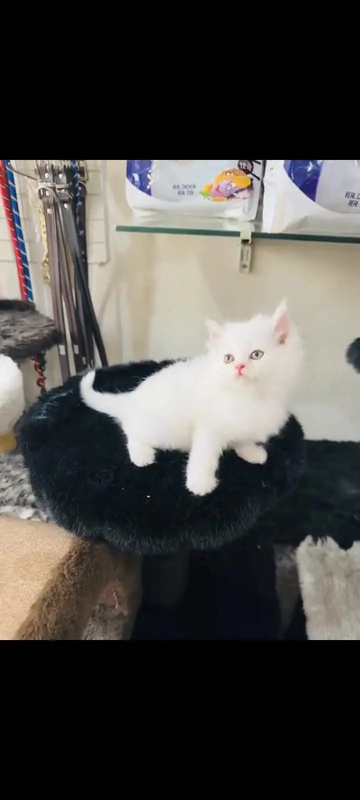 persian cat for sale — photo 3