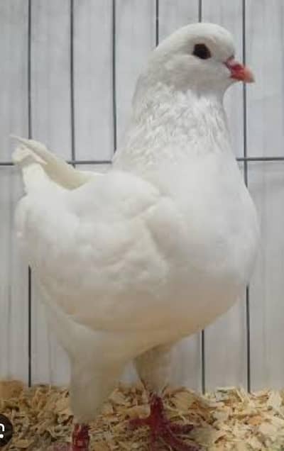 Female king  bareeder fly sb ok healthy 03084397574