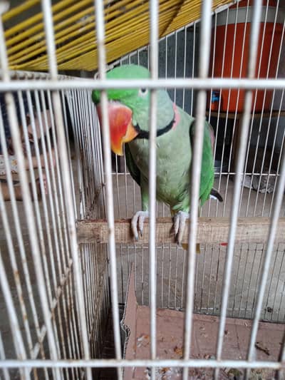 parrot