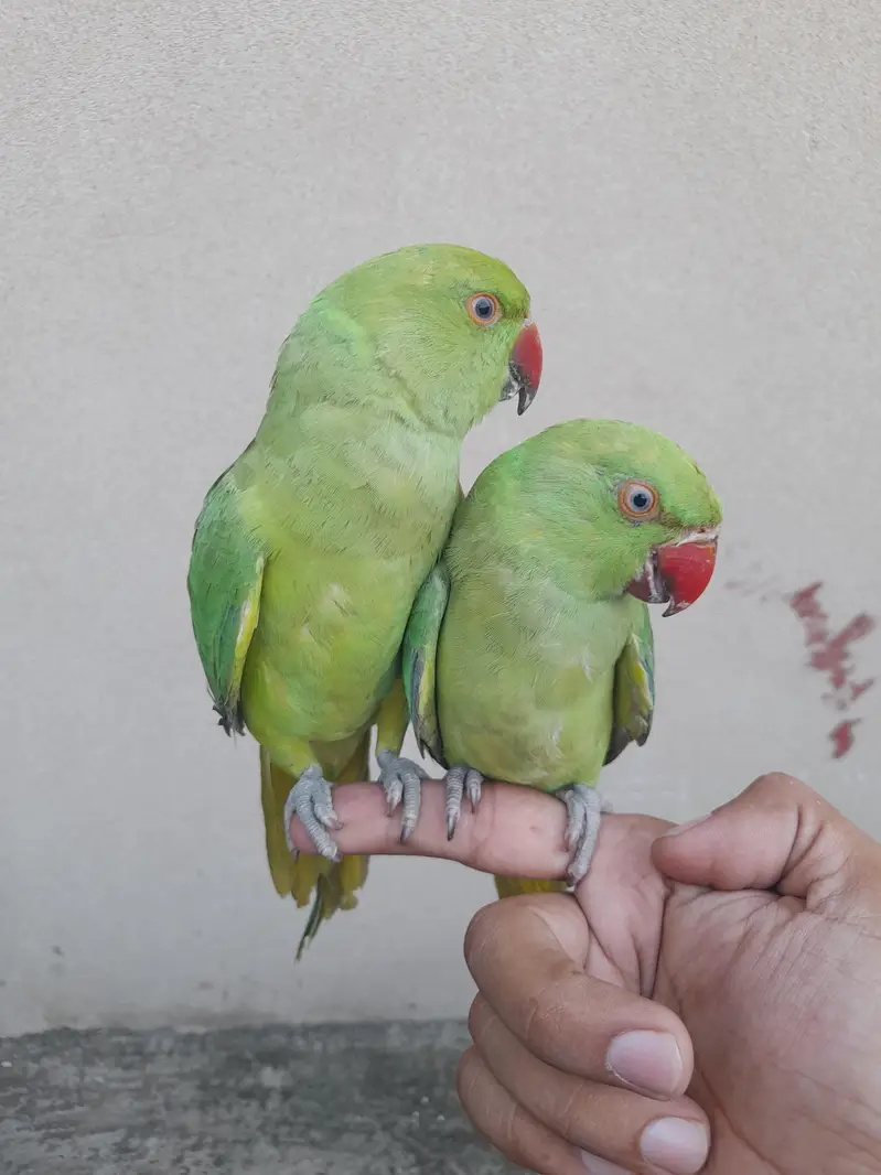 cute baby mitho — photo 3