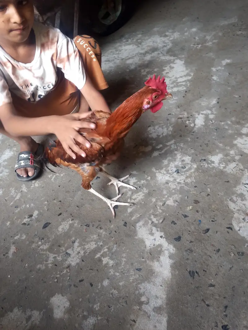 1 Murga 2 murgi with Cage — photo 4