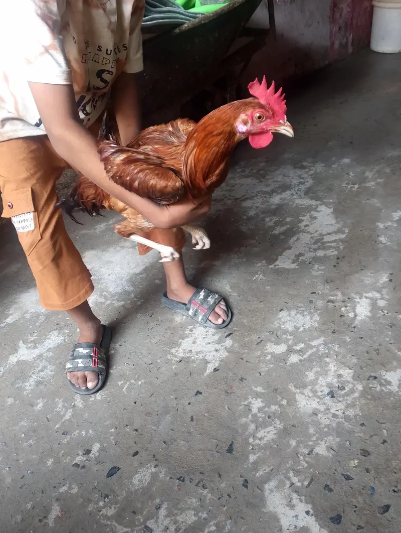 1 Murga 2 murgi with Cage — photo 5