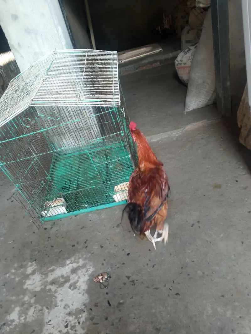 1 Murga 2 murgi with Cage — photo 6