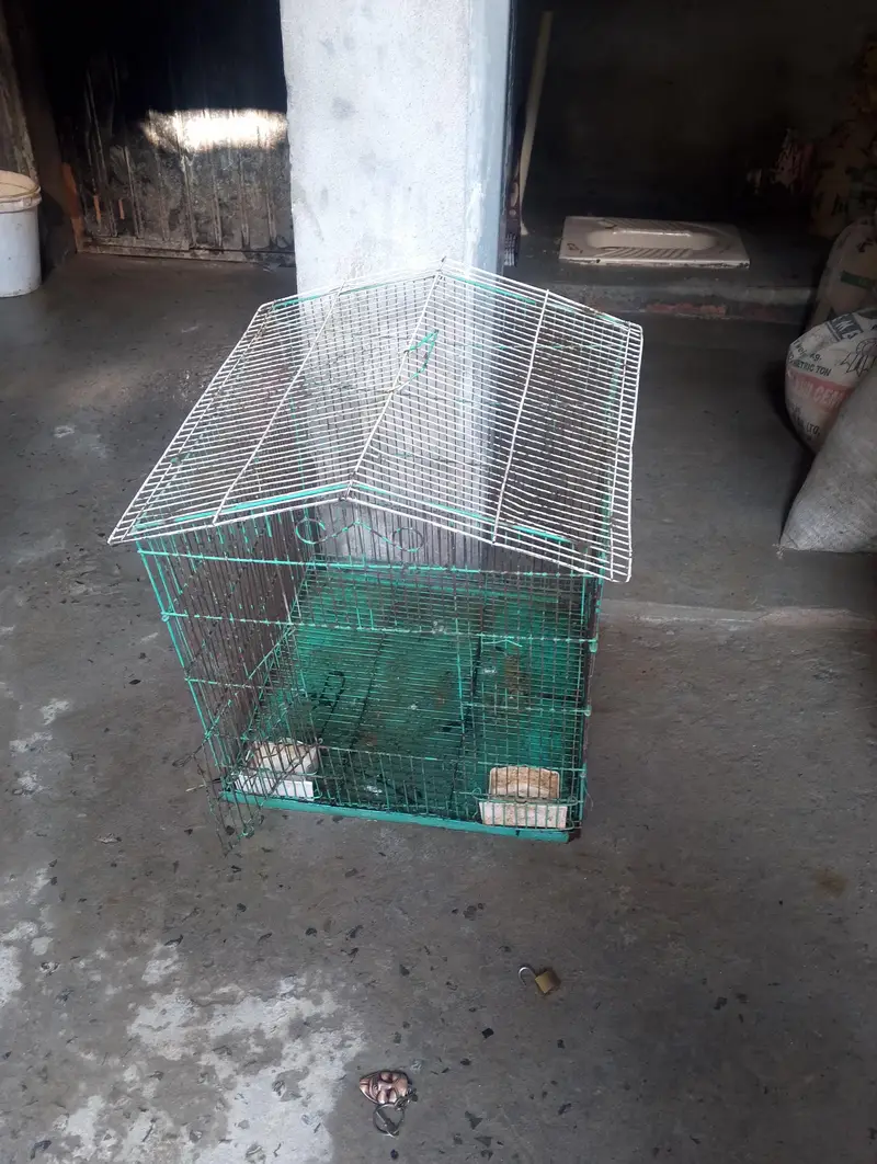 1 Murga 2 murgi with Cage — photo 7