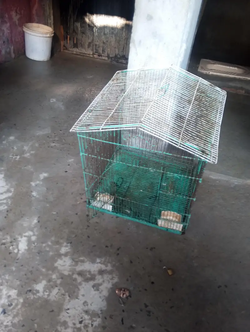 1 Murga 2 murgi with Cage — photo 8