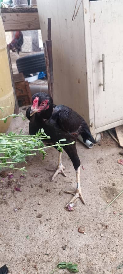 high-quality Thai and Sindhi Lari cross mushki madi
