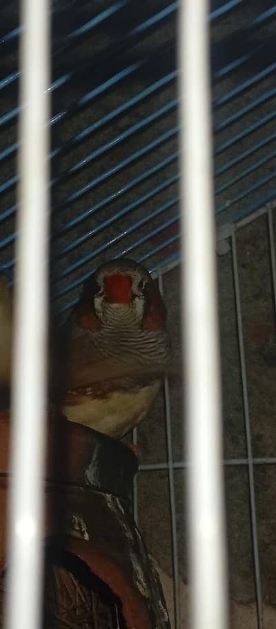 exhibition Zebra finch pair + love bird breeder pair