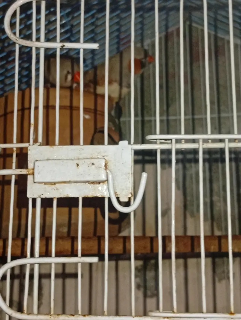 exhibition Zebra finch pair + love bird breeder pair — photo 2