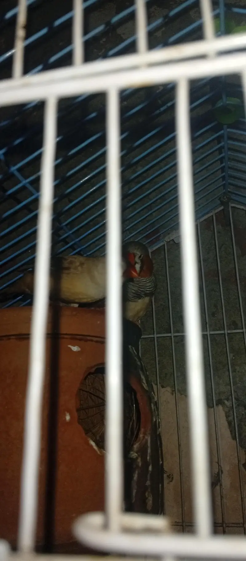 exhibition Zebra finch pair + love bird breeder pair — photo 3