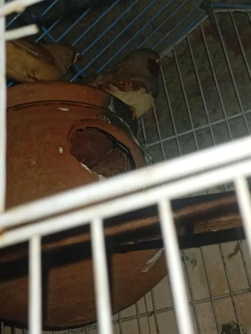exhibition Zebra finch pair + love bird breeder pair — photo 4