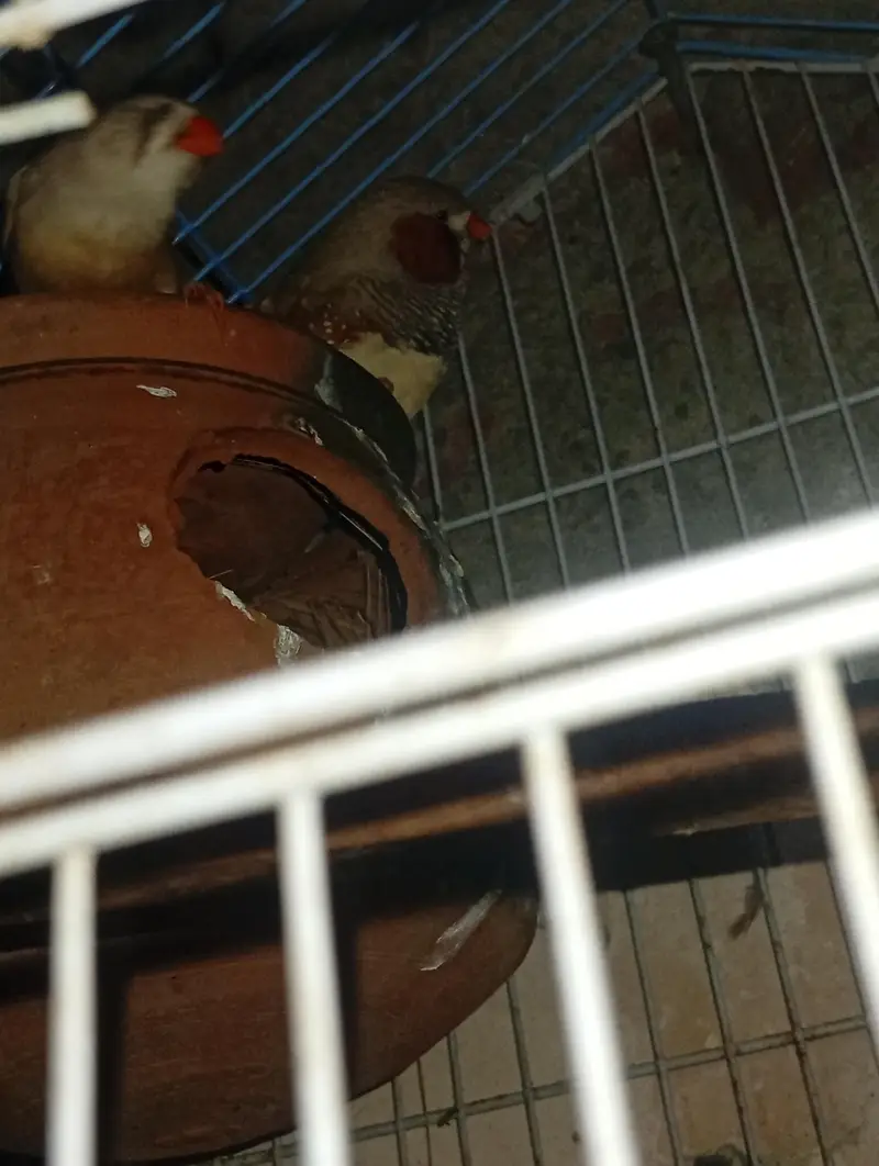 exhibition Zebra finch pair + love bird breeder pair — photo 5