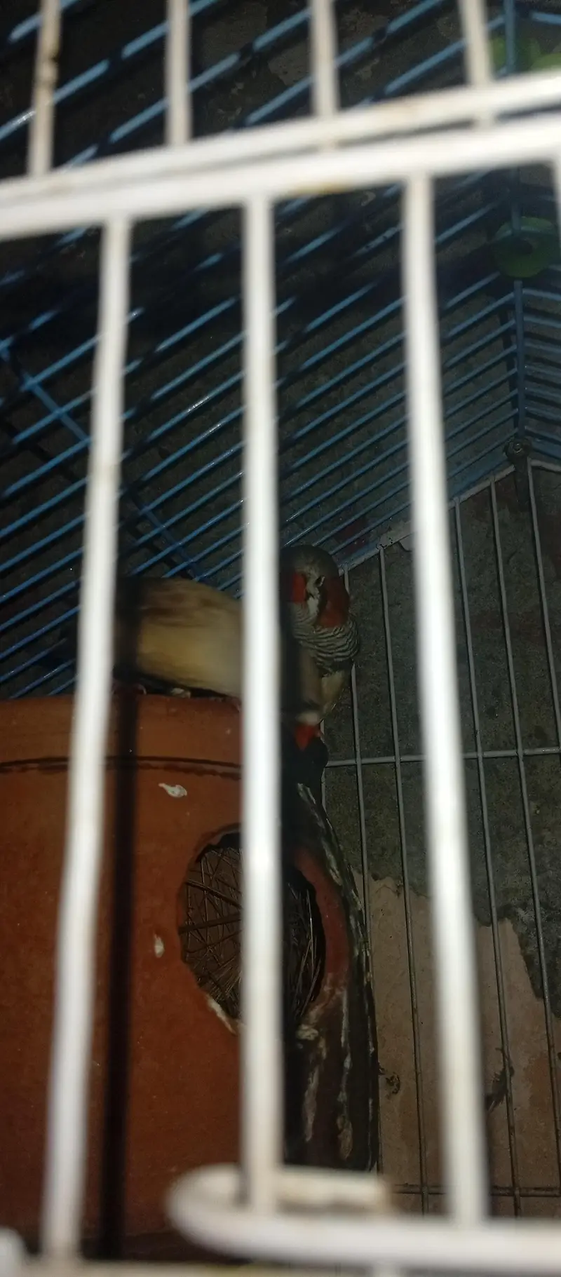 exhibition Zebra finch pair + love bird breeder pair — photo 6