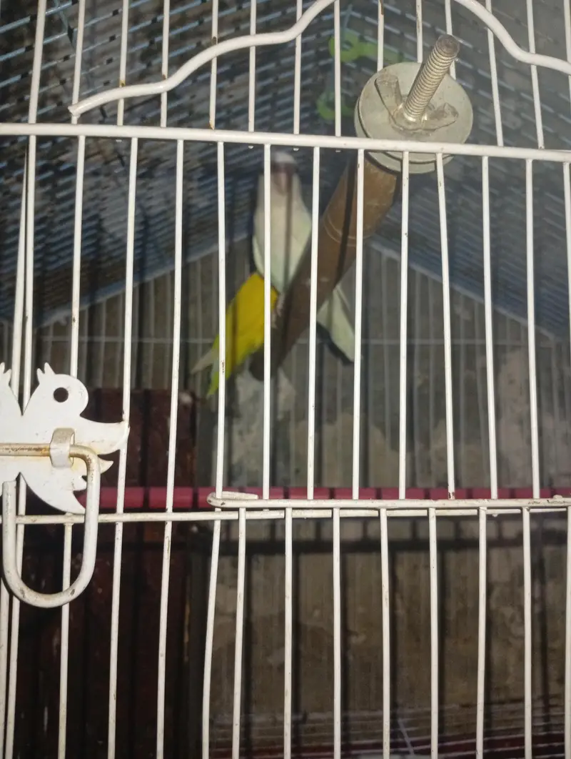exhibition Zebra finch pair + love bird breeder pair — photo 7