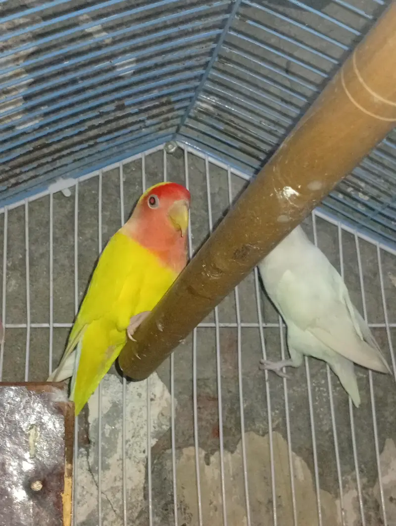 exhibition Zebra finch pair + love bird breeder pair — photo 8