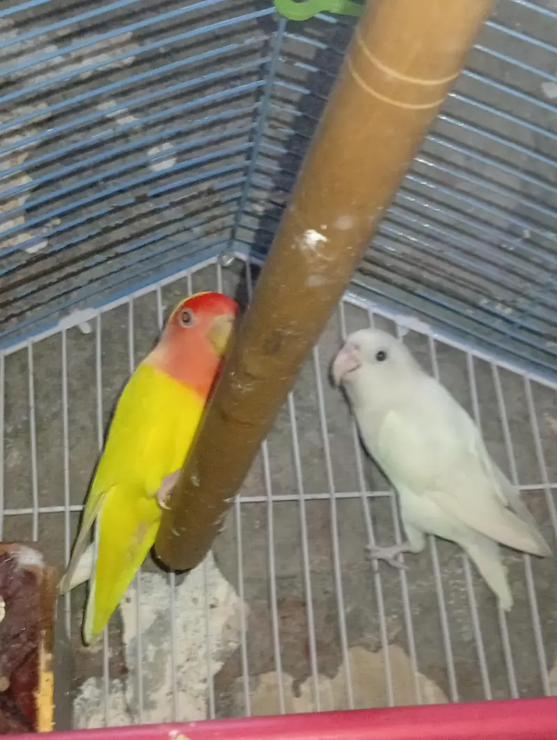exhibition Zebra finch pair + love bird breeder pair — photo 9