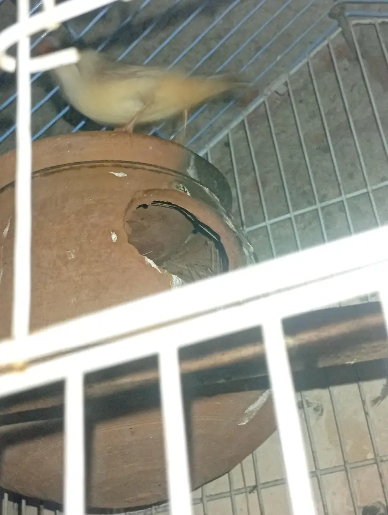 exhibition Zebra finch pair + love bird breeder pair — photo 10