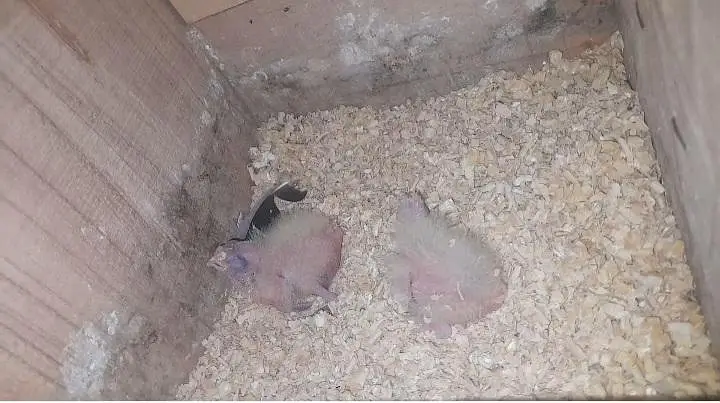 breeder pair for sell without chickes — photo 2