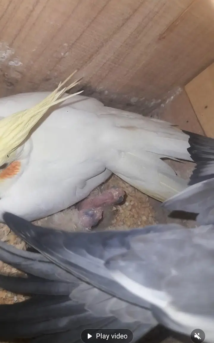 breeder pair for sell without chickes — photo 3