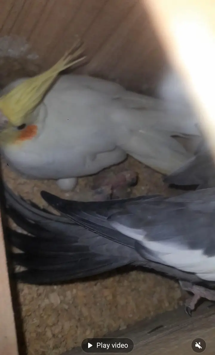 breeder pair for sell without chickes — photo 4