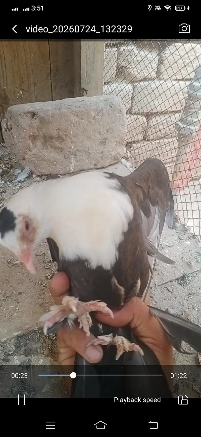 black karbalai pathy available location Muzaffarghr — photo 2
