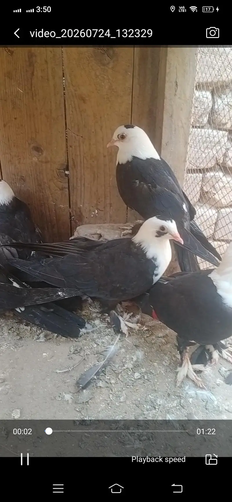 black karbalai pathy available location Muzaffarghr — photo 3