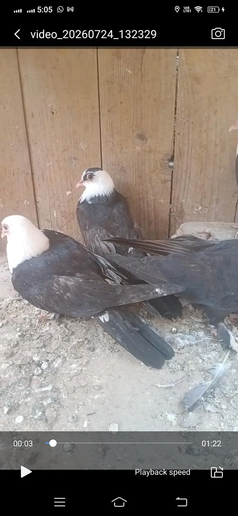 black karbalai pathy available location Muzaffarghr — photo 4