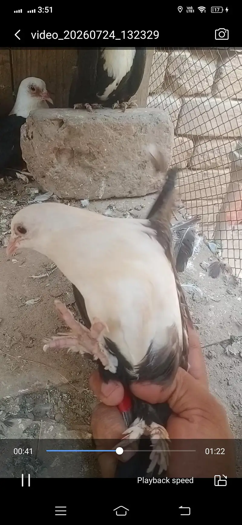 black karbalai pathy available location Muzaffarghr — photo 5