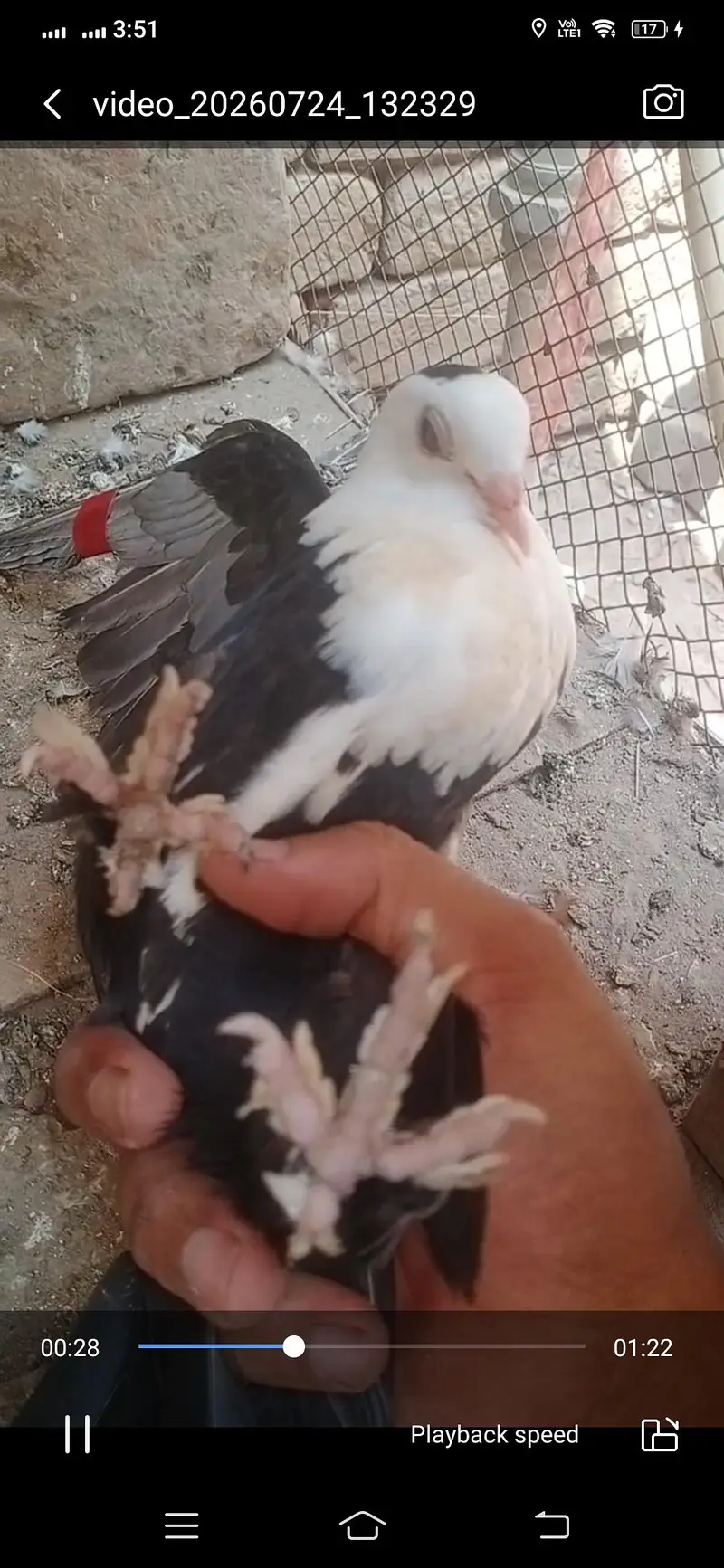 black karbalai pathy available location Muzaffarghr — photo 6