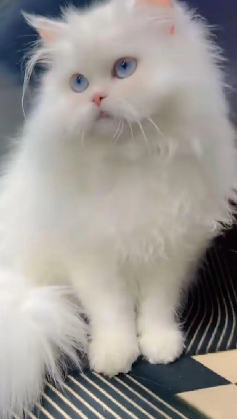 Persian cat  triple coat Punch face delivery all over Pakistan — photo 2