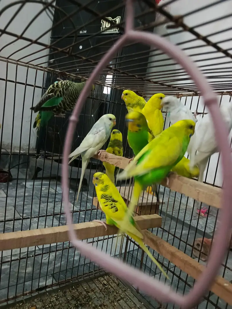 Budgies full Size — photo 2