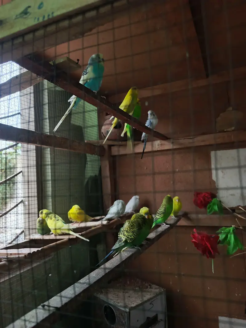 Budgies full Size — photo 3