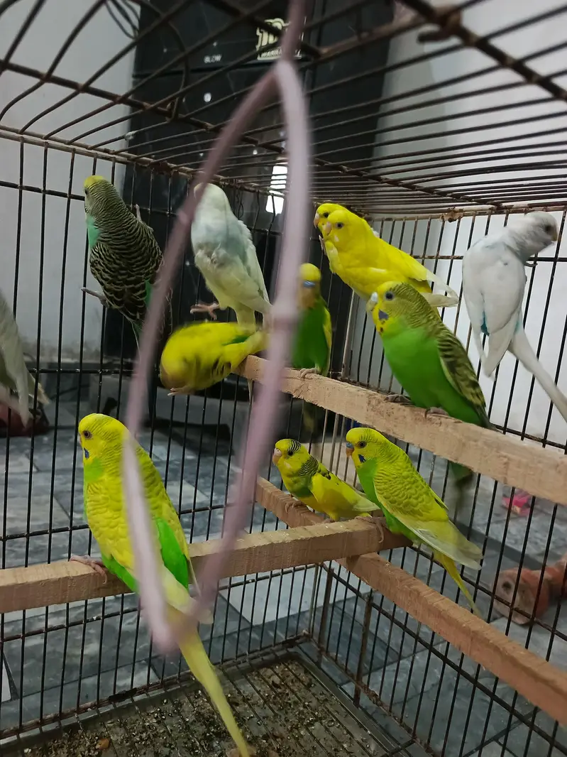 Budgies full Size — photo 4