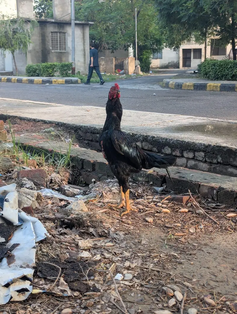 Thai Pakistani cross — photo 7