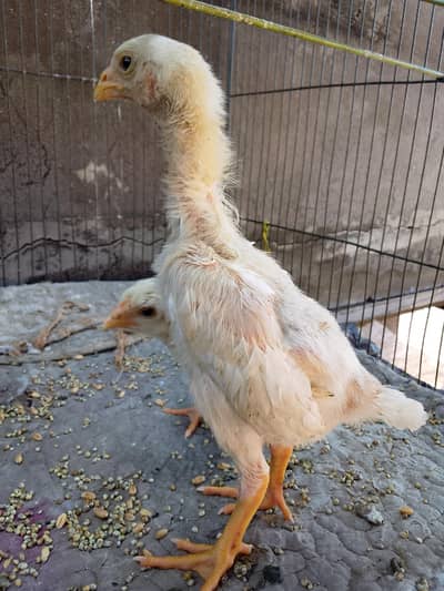 King o shamo chicks high quality and demand