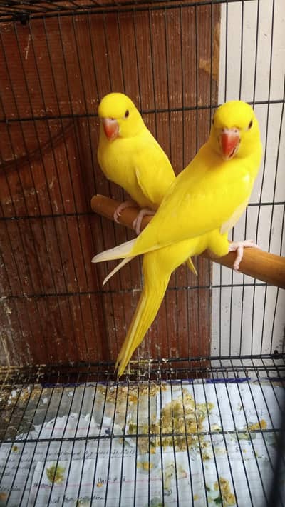 YELLOW RINGNECK PAIR