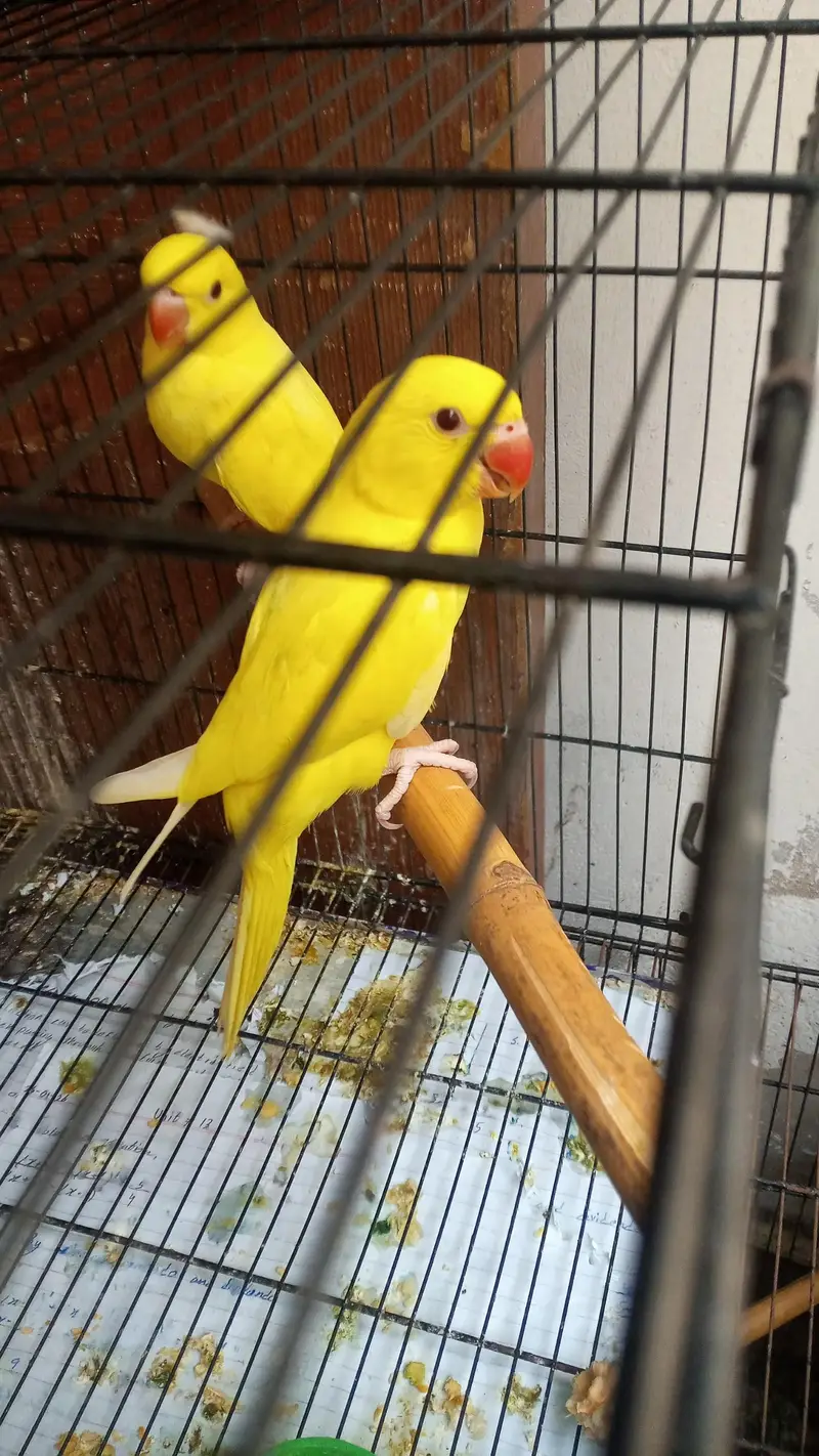 YELLOW RINGNECK PAIR — photo 2