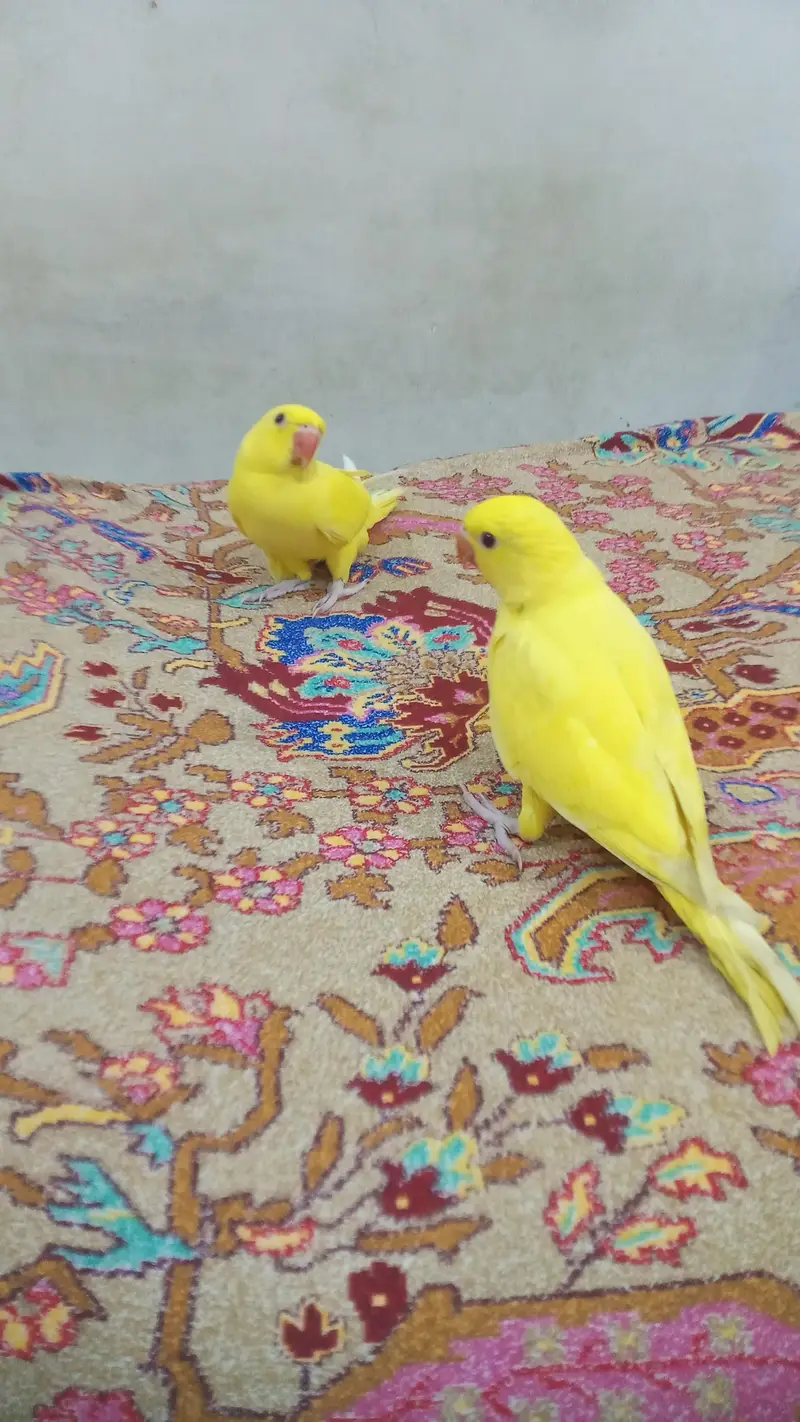 YELLOW RINGNECK PAIR — photo 3