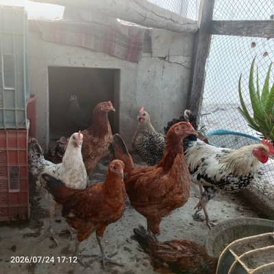 for sale 7 hens 2 roaster healthy breed