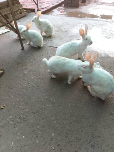 red eyes rabbit for sale