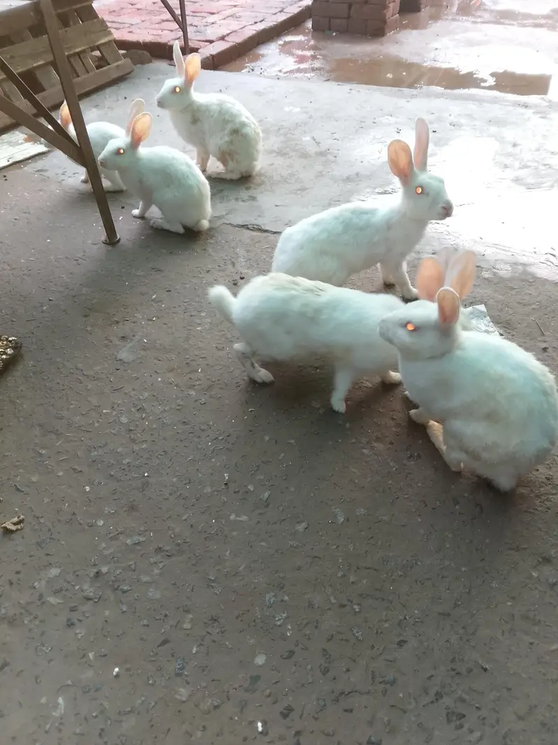 red eyes rabbit for sale