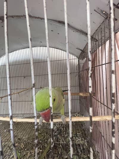 Ringnack parrot  tammed male