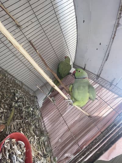 Ringnack parrot  tammed male