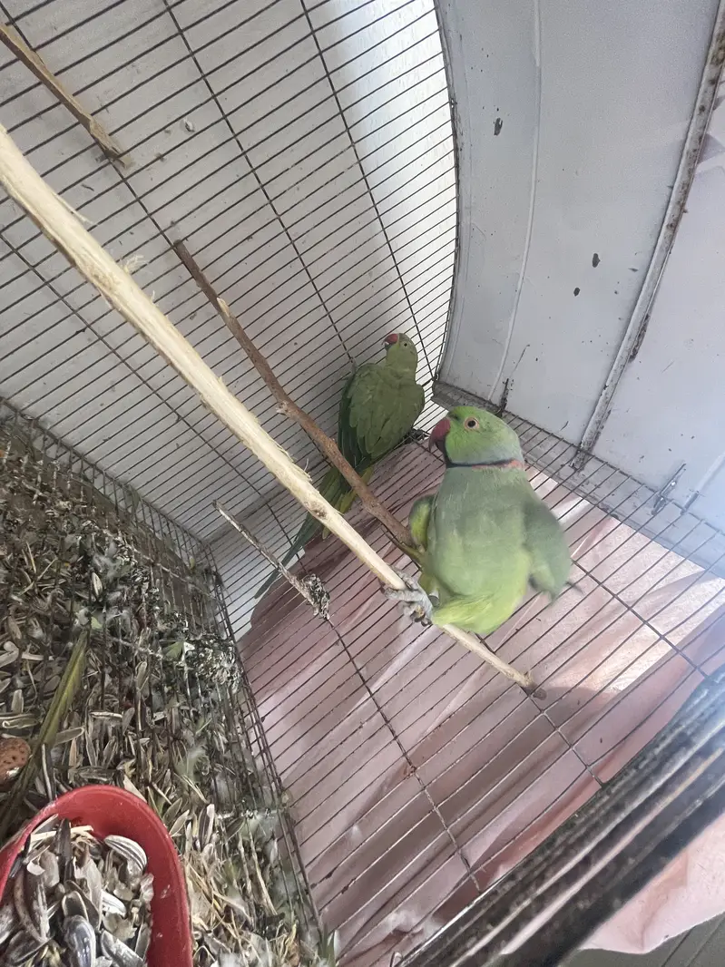 Ringnack parrot  tammed male — photo 2