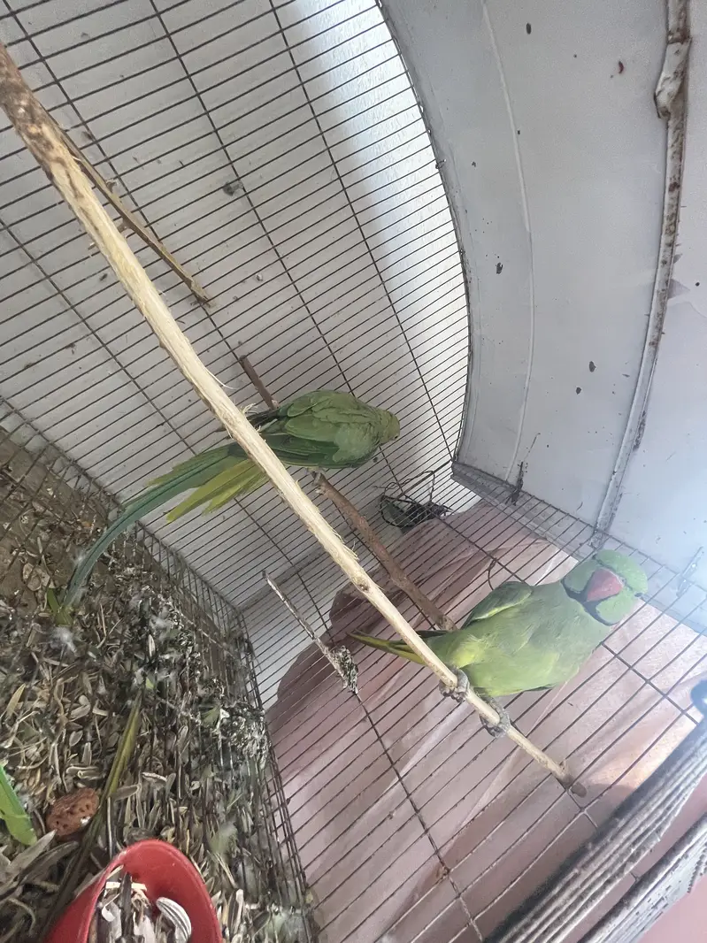 Ringnack parrot  tammed male — photo 3