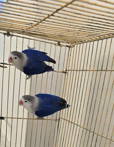 Love birds