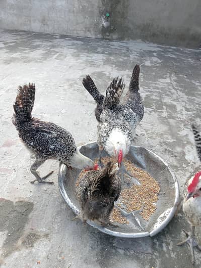 egyptian feyomi Chick's