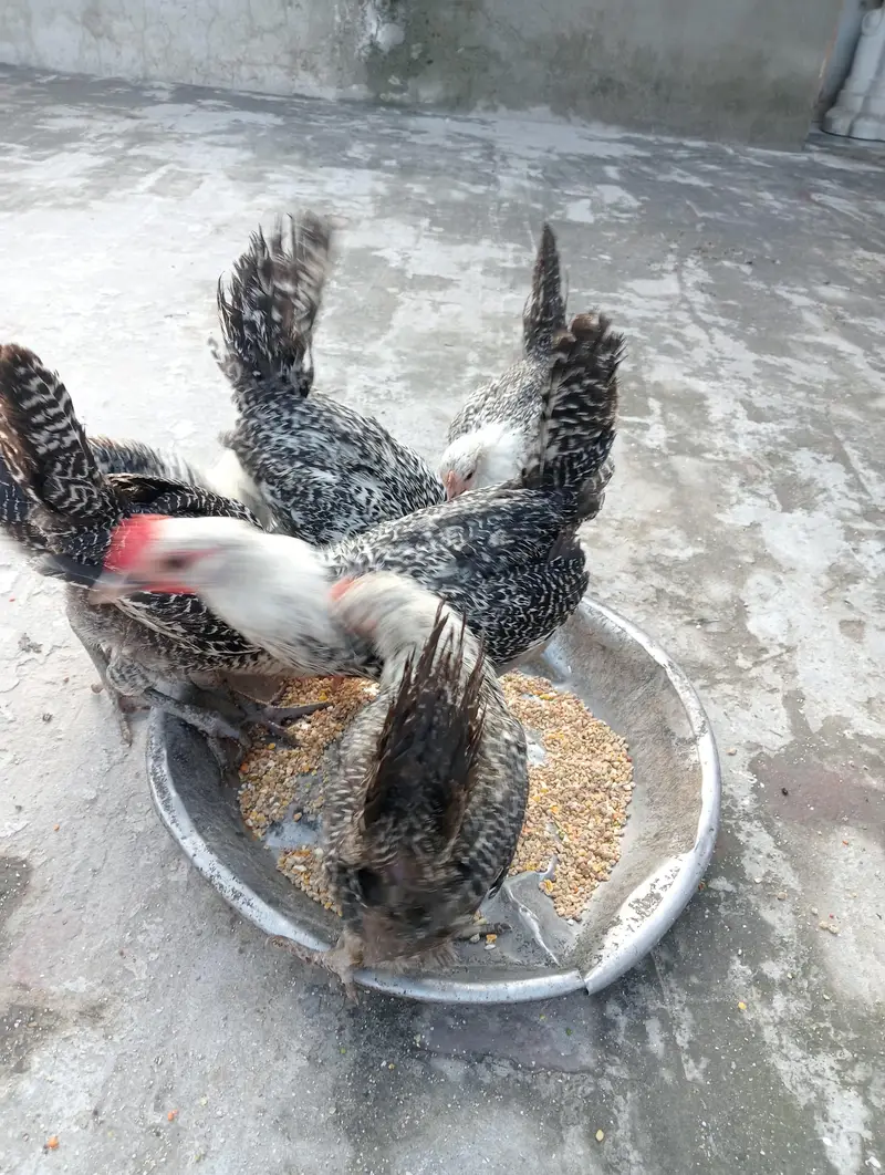 egyptian feyomi Chick's — photo 2