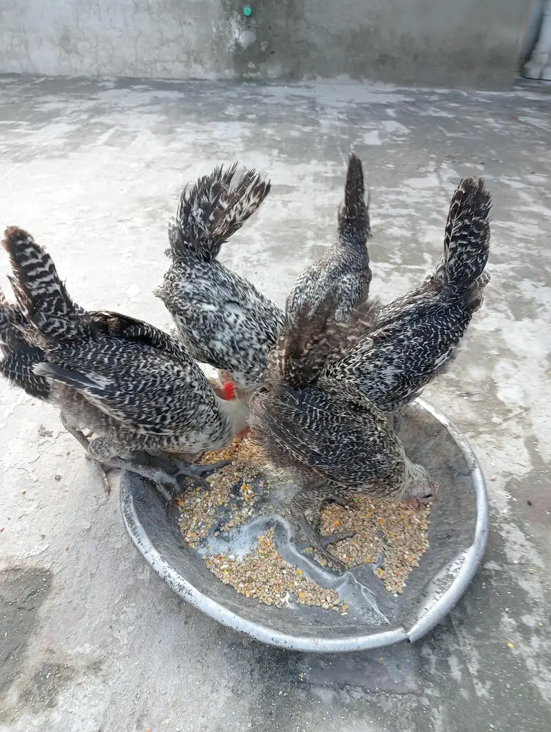 egyptian feyomi Chick's — photo 3